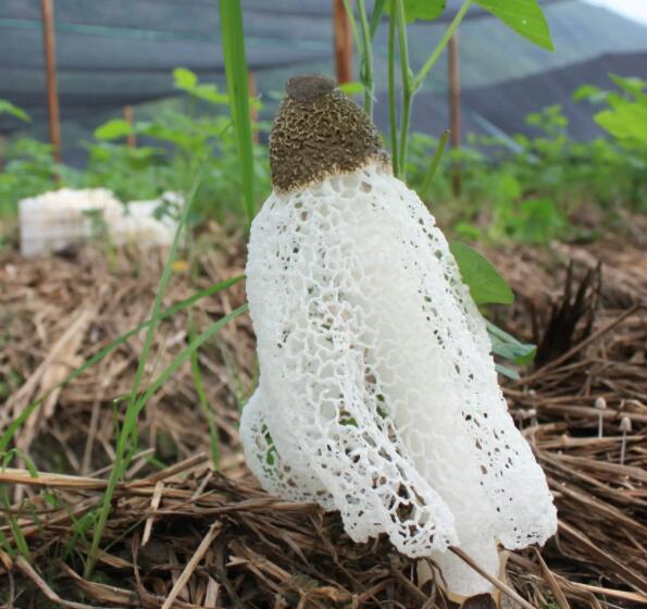 竹蓀的采收與加工